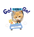 たなカフェ ネコ（個別スタンプ：10）