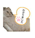 たなカフェ ネコ（個別スタンプ：12）
