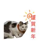 たなカフェ ネコ（個別スタンプ：24）