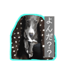 イタグレ・ココのスタンプ（個別スタンプ：2）