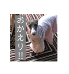 イタグレ・ココのスタンプ（個別スタンプ：14）