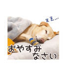 ラブラドールのレディちゃん①（個別スタンプ：4）