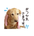 ラブラドールのレディちゃん①（個別スタンプ：5）