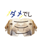 ラブラドールのレディちゃん①（個別スタンプ：9）