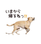 ラブラドールのレディちゃん①（個別スタンプ：13）