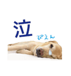 ラブラドールのレディちゃん①（個別スタンプ：15）