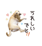 ラブラドールのレディちゃん①（個別スタンプ：17）