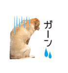 ラブラドールのレディちゃん①（個別スタンプ：21）