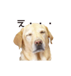 ラブラドールのレディちゃん①（個別スタンプ：22）