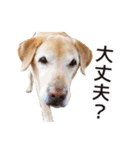ラブラドールのレディちゃん①（個別スタンプ：24）