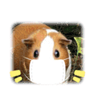 CHOCO'S BIZARRE ADVENTURE（個別スタンプ：10）