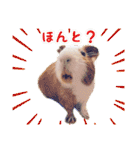 CHOCO'S BIZARRE ADVENTURE（個別スタンプ：14）