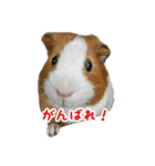 CHOCO'S BIZARRE ADVENTURE（個別スタンプ：16）