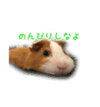 CHOCO'S BIZARRE ADVENTURE（個別スタンプ：17）