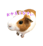 CHOCO'S BIZARRE ADVENTURE（個別スタンプ：18）