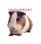 CHOCO'S BIZARRE ADVENTURE（個別スタンプ：22）