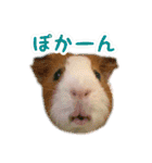CHOCO'S BIZARRE ADVENTURE（個別スタンプ：23）