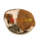 CHOCO'S BIZARRE ADVENTURE（個別スタンプ：25）