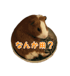 CHOCO'S BIZARRE ADVENTURE（個別スタンプ：26）