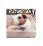 CHOCO'S BIZARRE ADVENTURE（個別スタンプ：32）