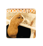 CHOCO'S BIZARRE ADVENTURE（個別スタンプ：34）