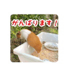 CHOCO'S BIZARRE ADVENTURE（個別スタンプ：36）