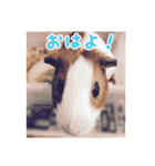 CHOCO'S BIZARRE ADVENTURE（個別スタンプ：38）