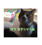 みにゃんこ（個別スタンプ：5）