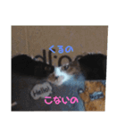 みにゃんこ（個別スタンプ：8）