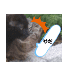 みにゃんこ（個別スタンプ：9）