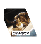 みにゃんこ（個別スタンプ：11）