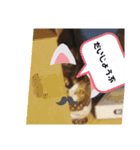 みにゃんこ（個別スタンプ：12）