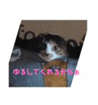 みにゃんこ（個別スタンプ：15）