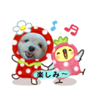 マルチワのラナちゃん（個別スタンプ：6）