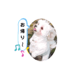 マルチワのラナちゃん（個別スタンプ：17）