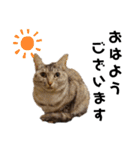ウチの4にゃんズ（個別スタンプ：1）