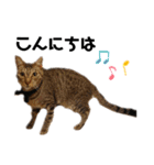 ウチの4にゃんズ（個別スタンプ：2）