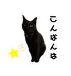 ウチの4にゃんズ（個別スタンプ：3）