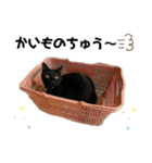ウチの4にゃんズ（個別スタンプ：5）