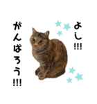 ウチの4にゃんズ（個別スタンプ：10）