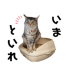 ウチの4にゃんズ（個別スタンプ：13）
