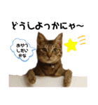 ウチの4にゃんズ（個別スタンプ：15）