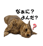 ウチの4にゃんズ（個別スタンプ：16）