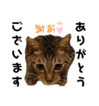ウチの4にゃんズ（個別スタンプ：19）