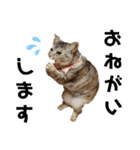 ウチの4にゃんズ（個別スタンプ：20）