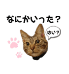 ウチの4にゃんズ（個別スタンプ：24）