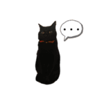 ウチの4にゃんズ（個別スタンプ：28）