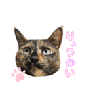 サビねこさつきちゃん（個別スタンプ：1）