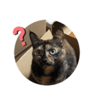 サビねこさつきちゃん（個別スタンプ：2）