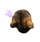 サビねこさつきちゃん（個別スタンプ：5）